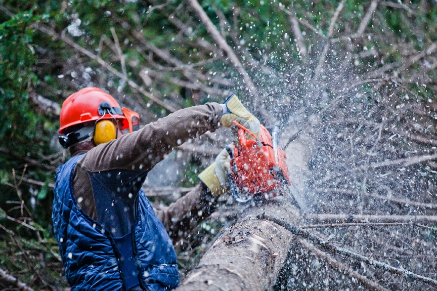 Tree Removal, Tree Surgeons, Tree Stump Removal, Tree Surgery West Bromwich, Tree Stump Removal Cost, Tree Felling, Price For Tree Removal